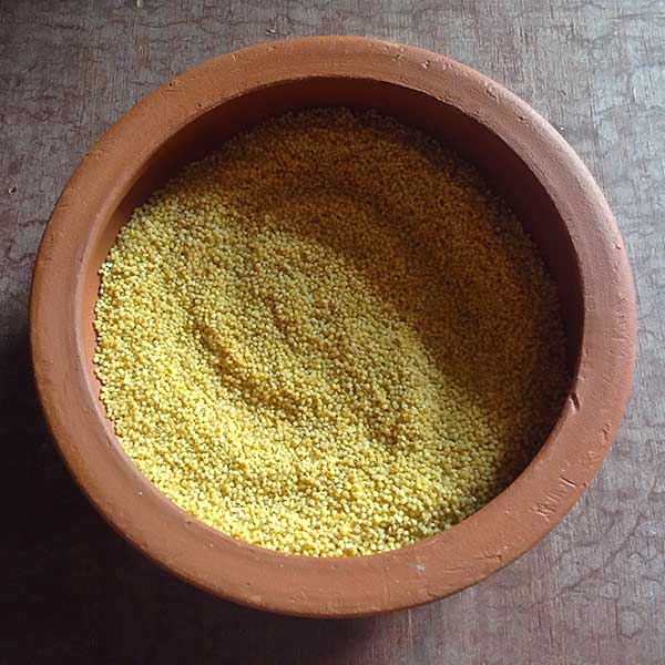 foxtail millet